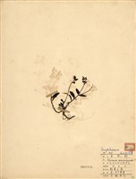 藏品(玉山水苦藚)的圖片